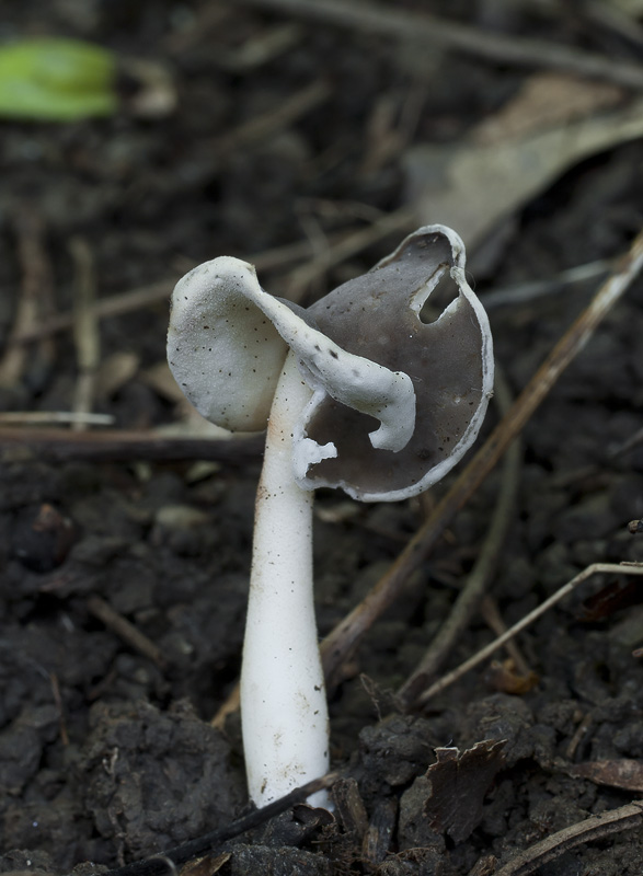 Helvella albella